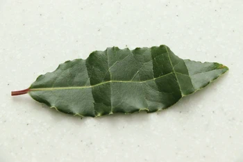 hoja de laurel rota