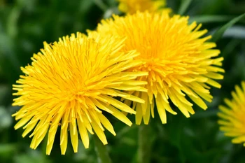 Flores de diente de león