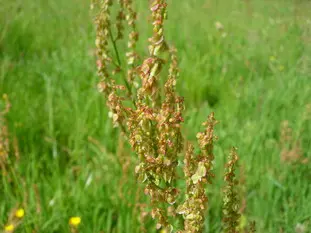 acedera