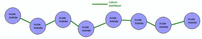 enlaces peptídicos