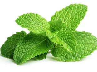 menta