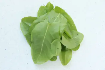 Mayonesa de acedera : Etapa 1