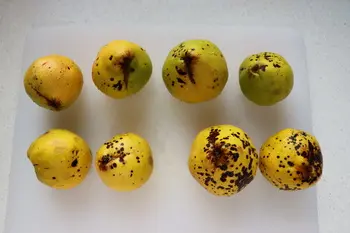 Dulce de membrillo : Foto de la etapa1