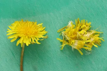 Gelatina de flor de diente de león