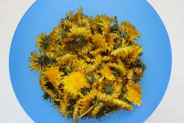 Gelatina de flor de diente de león