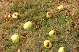 Jalea de manzanas caídas  : Foto de la etapa1