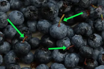 Tarta de arándanos : Etapa 4