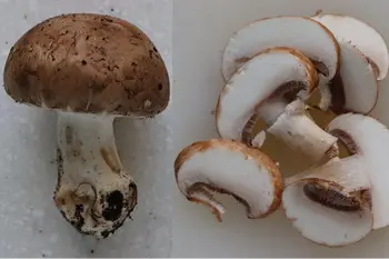 Cómo preparar setas frescas
