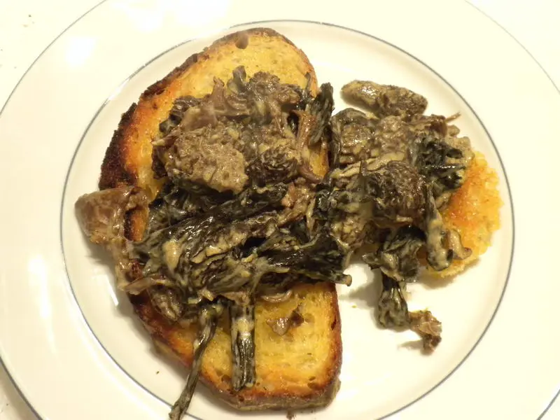 Costra de setas