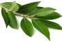 Añadir una hoja de laurel