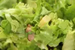 Ensalada "Jules Bonnot"