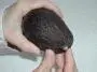aguacate