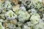 Brócoli, picatostes y mayonesa de perifollo y limón