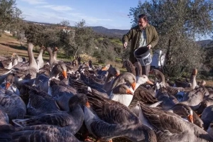 El foie gras sin alimentación forzada es posible