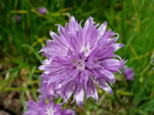 Las flores de cebollín