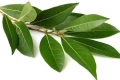 Añadir una hoja de laurel