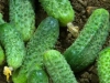 Pepinillos