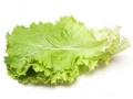 Hojas de lechuga