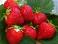 Fresas