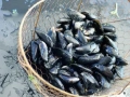 Mejillones