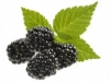Moras
