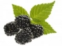 moras