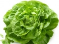 Lechuga