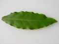 Hoja de laurel