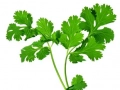 Cilantro