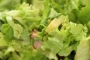 [Ensalada "Jules Bonnot"]