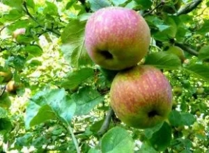 El punto álgido de la temporada de la manzana