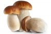 Boletus Boletus